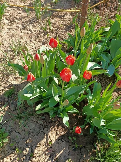 Img.2024.04.02 - Grădina mea de la țară