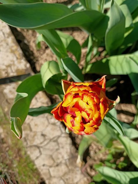 Img.2024.04.02 - Grădina mea de la țară