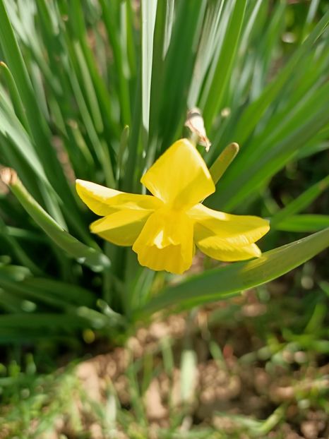 Img.2024.04.02 - Grădina mea de la țară