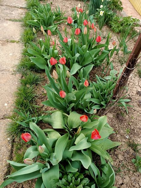 Img.2024.04.02 - Grădina mea de la țară