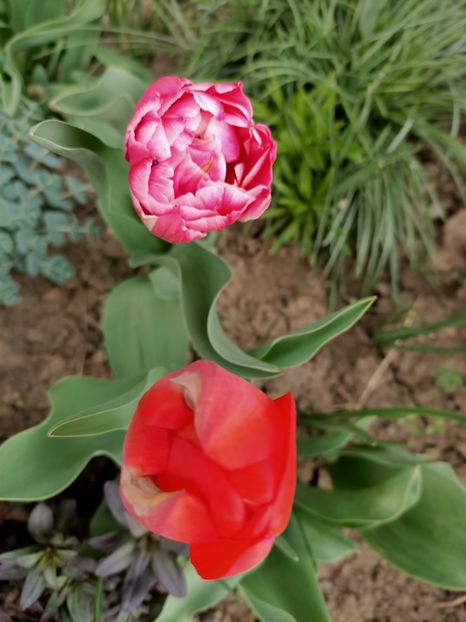 Img.2024.04.02 - Grădina mea de la țară