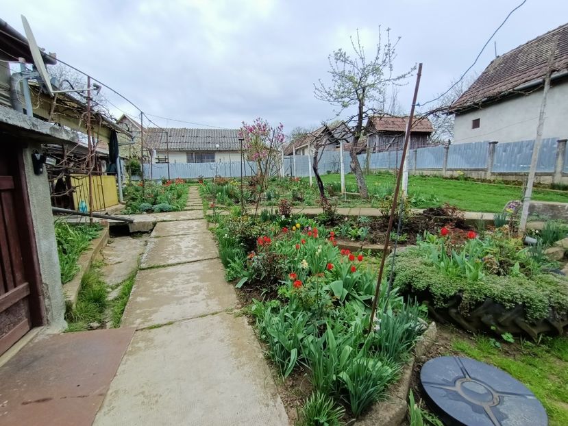 IMG.2024.04.04 - Grădina mea de la țară