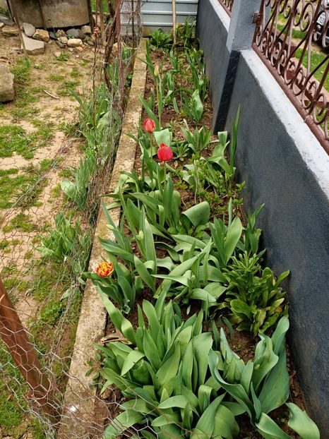 Img.2024.04.04 - Grădina mea de la țară