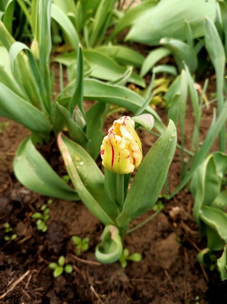 Img.2024.04.04 - Grădina mea de la țară