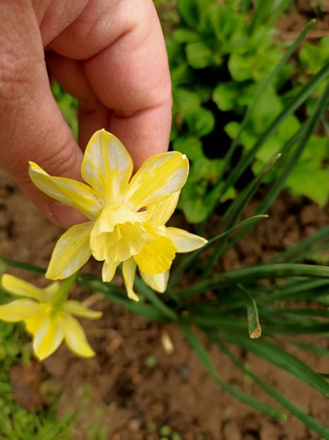 Img.2024.04.04 - Grădina mea de la țară