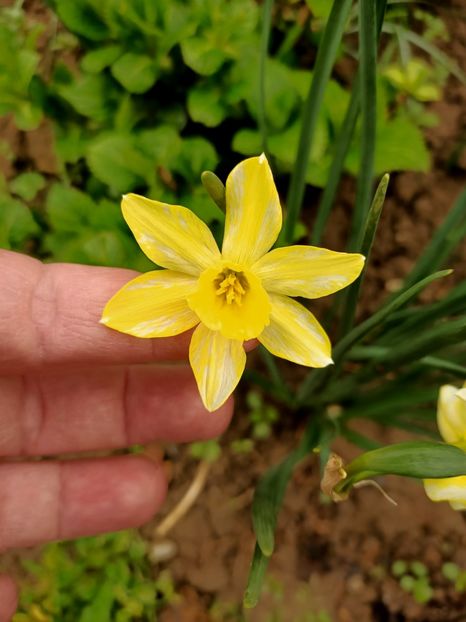 Img.2024.04.04 - Grădina mea de la țară
