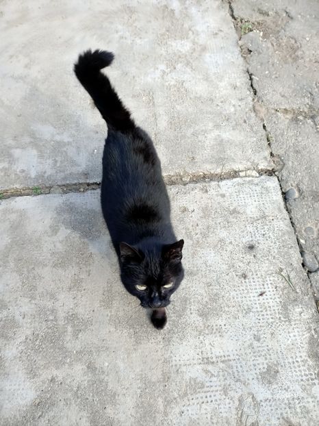 Img.2024.04.05-Neagra, Negruța, Kitty - Grădina mea de la țară