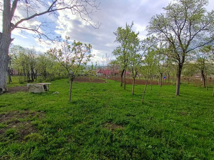 Img.2024.04.05 - Grădina mea de la țară