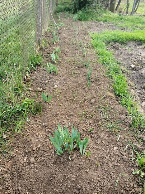 Img.2024.04.05-iris - Grădina mea de la țară