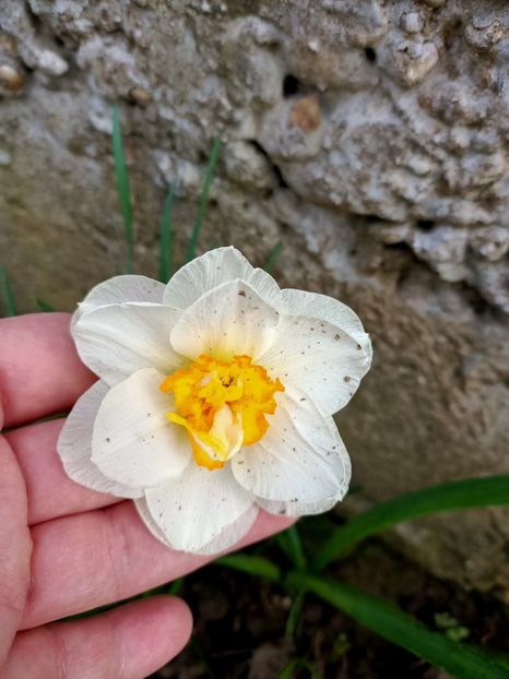 IMG20240405180730 - Grădina mea de la țară