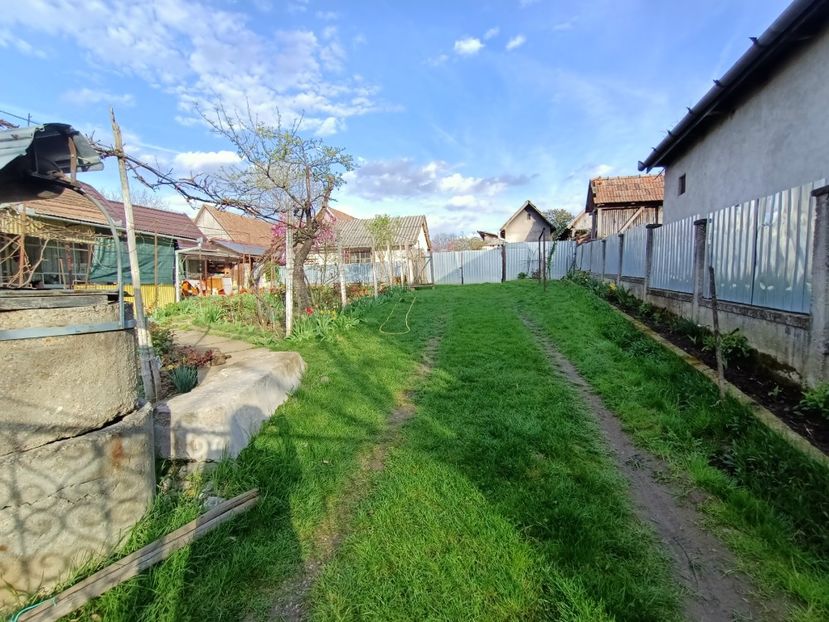 IMG20240405180804 - Grădina mea de la țară
