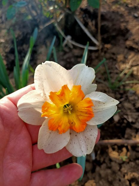 IMG20240405182635 - Grădina mea de la țară