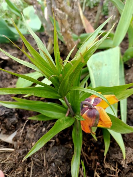 IMG20240405182703 - Grădina mea de la țară