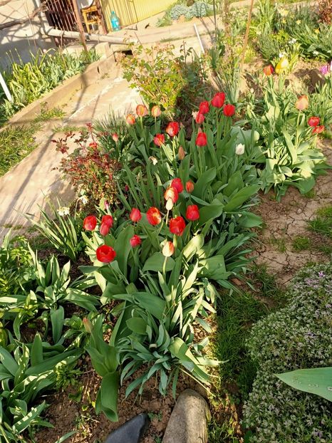 IMG20240405182708 - Grădina mea de la țară