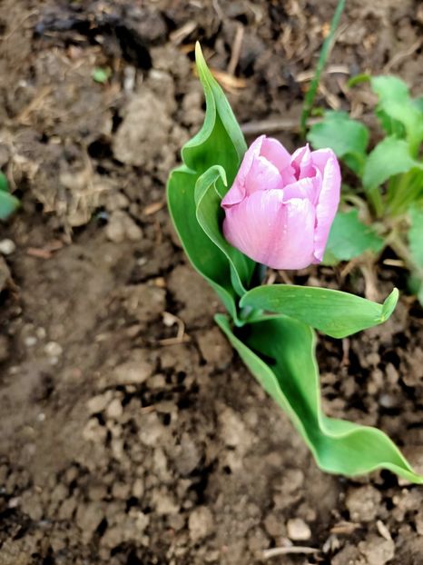 IMG20240405182727 - Grădina mea de la țară