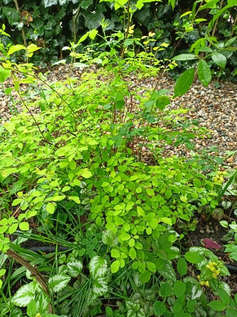 Spirea - Grădina 2024