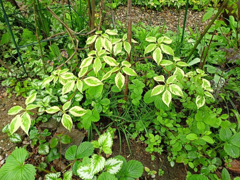 Cornus controversa variegata - Grădina 2024