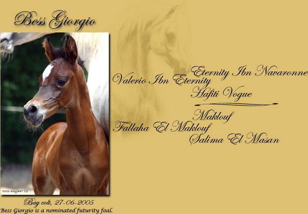 BESS GEORGIO-1 - My horses - Arabian