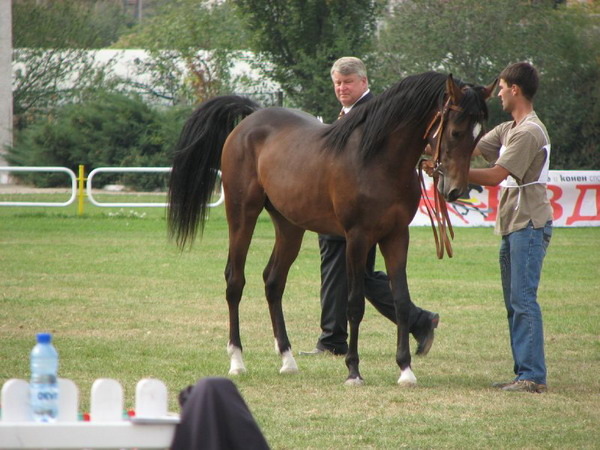 A-GEORGIO-2 - My horses - Arabian