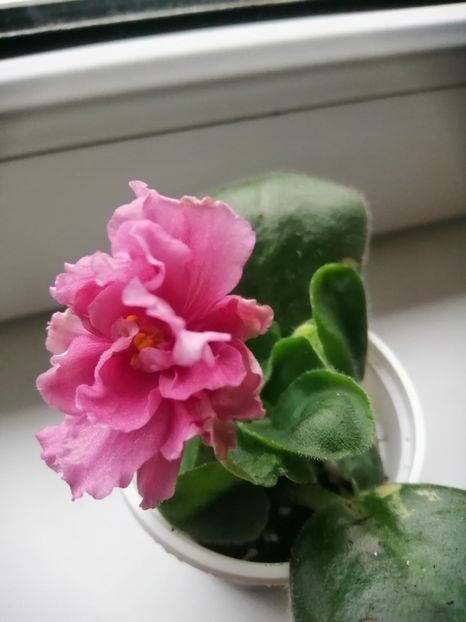  - LF Kremovyy Desert