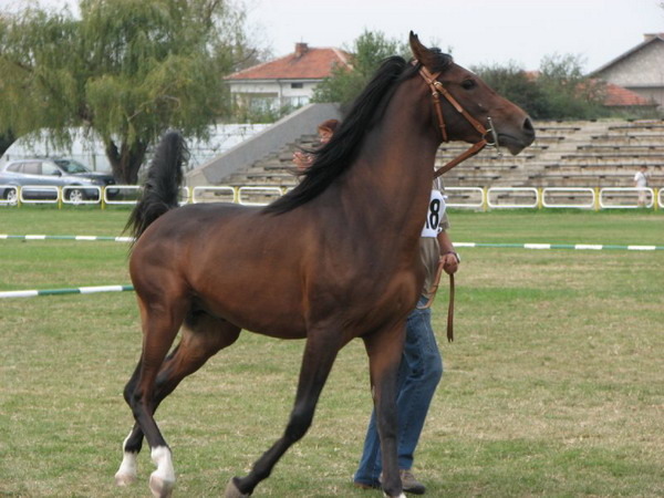 A-GEORGIO-3 - My horses - Arabian