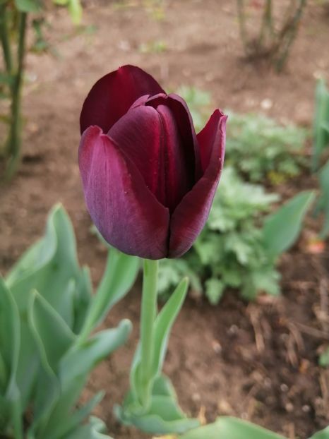  - PRIMVARA 2024 2025