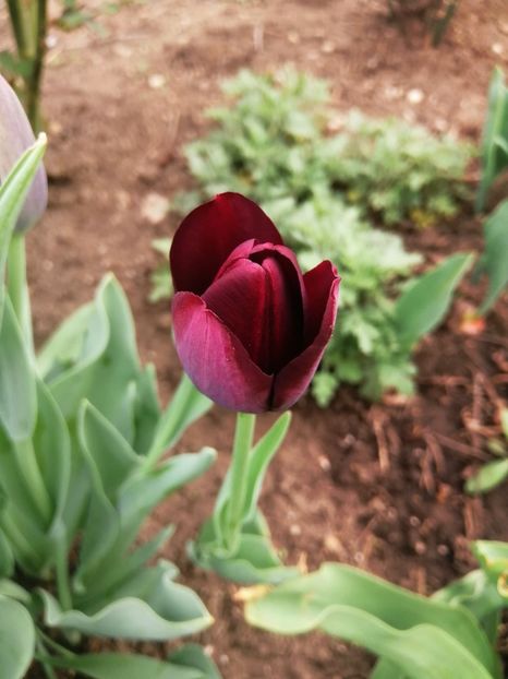  - PRIMVARA 2024 2025