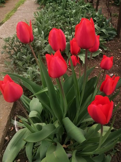  - PRIMVARA 2024 2025