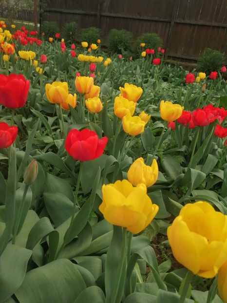  - PRIMVARA 2024 2025