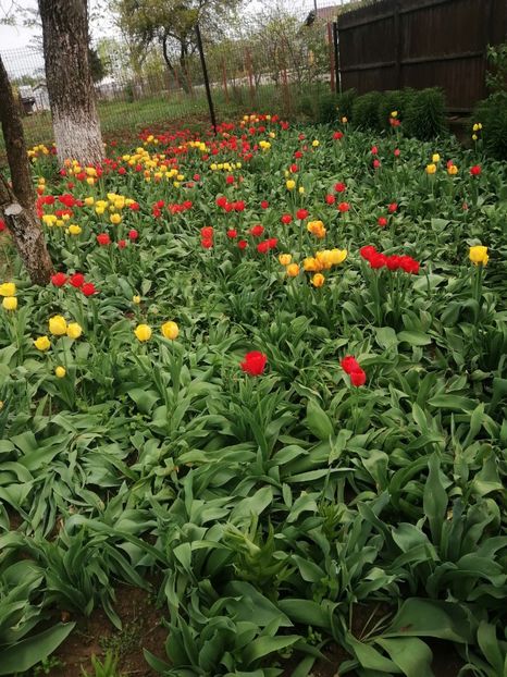  - PRIMVARA 2024 2025