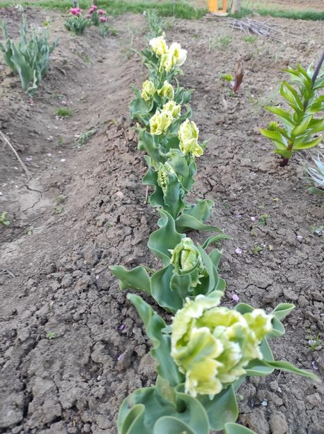 Img-2024.04.06 - Grădina mea de la țară