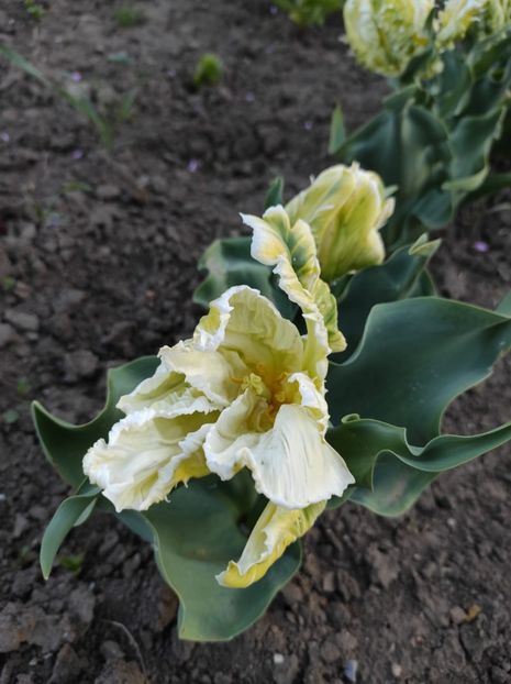 Img-2024.04.06 - Grădina mea de la țară