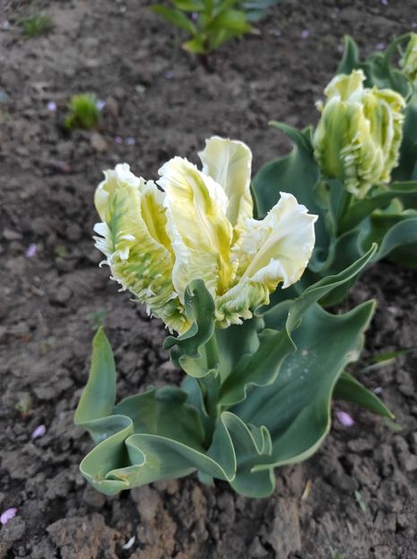 Img-2024.04.06 - Grădina mea de la țară