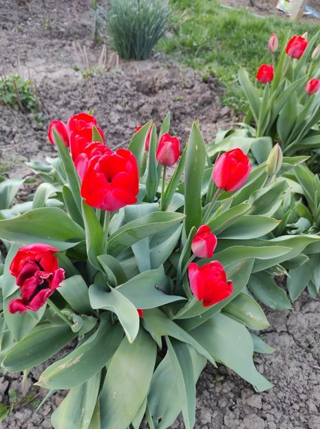 Img-2024.04.06 - Grădina mea de la țară