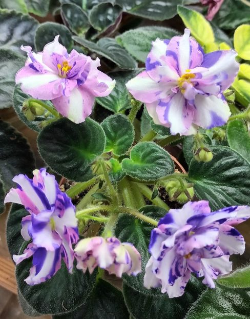  - MK - Veter Peremen chimera