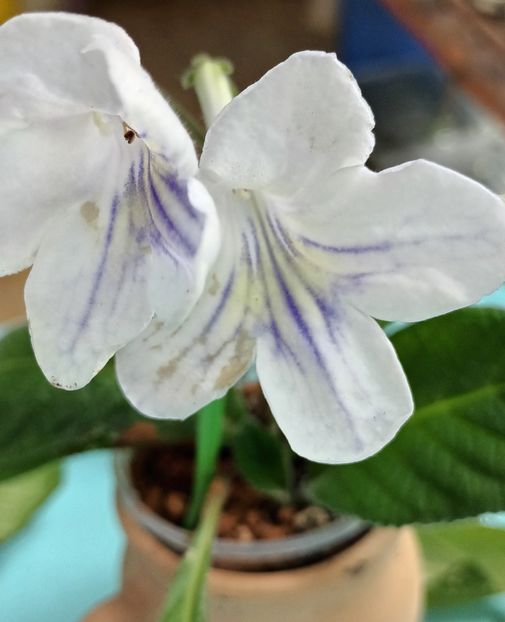  - STREPTOCARPUS