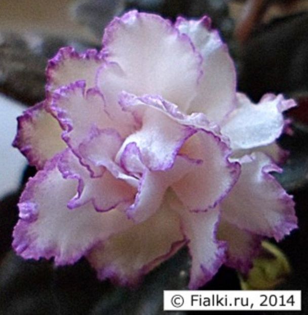 Poza net - Fredette s Sweet Jeny