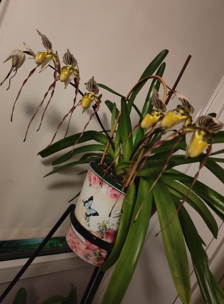  - Orhidee_5_simpodiale fără pseudobulbi