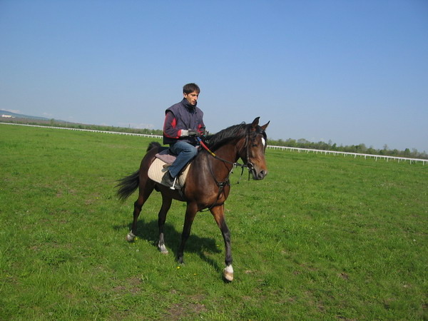 A-GEORGIO-7 - My horses - Arabian