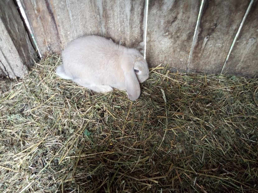 F B G - 06 Iepuri UG și BG