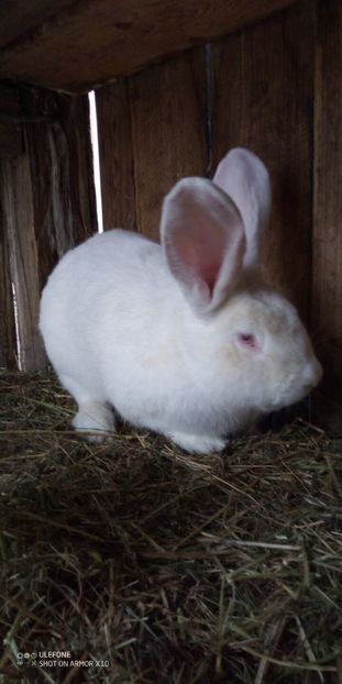  - 06 Iepuri UG și BG