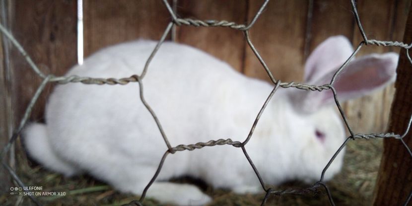  - 06 Iepuri UG și BG