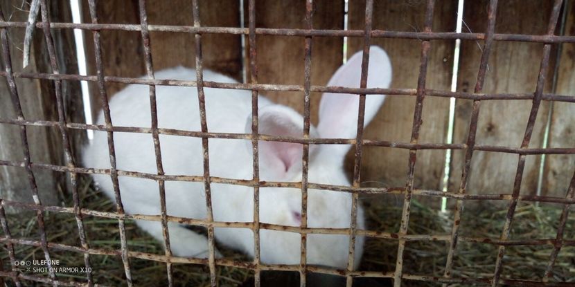  - 06 Iepuri UG și BG