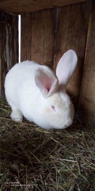  - 06 Iepuri UG și BG