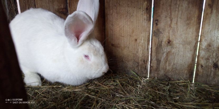  - 06 Iepuri UG și BG