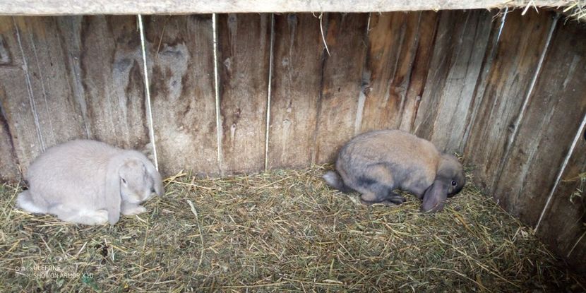 F&M B G - 06 Iepuri UG și BG