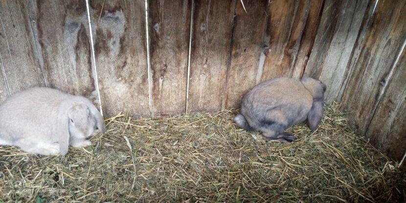  - 06 Iepuri UG și BG