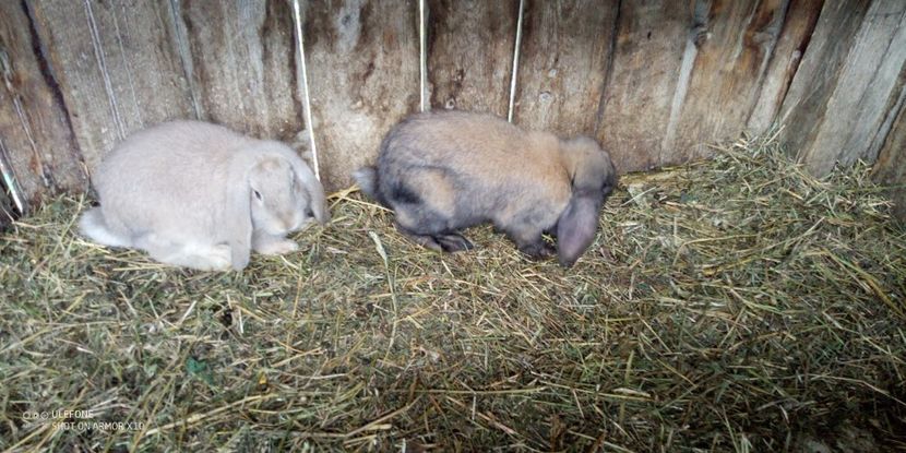  - 06 Iepuri UG și BG