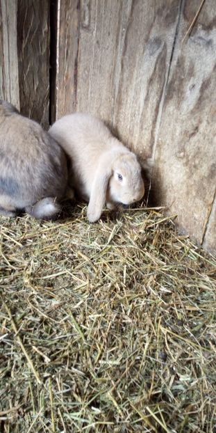  - 06 Iepuri UG și BG