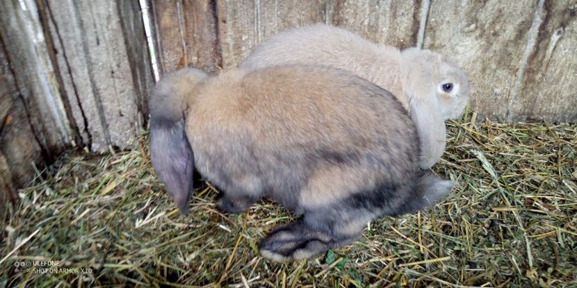  - 06 Iepuri UG și BG